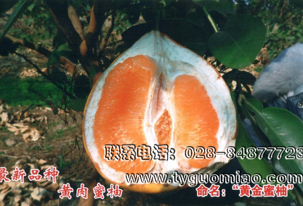 黃肉蜜柚