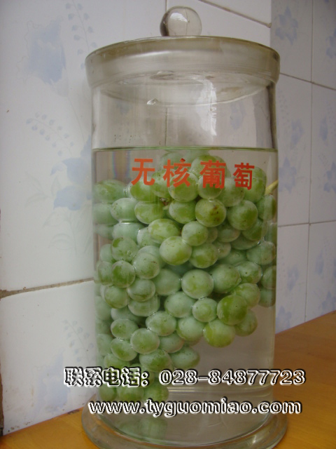 西姆勞特標(biāo)本