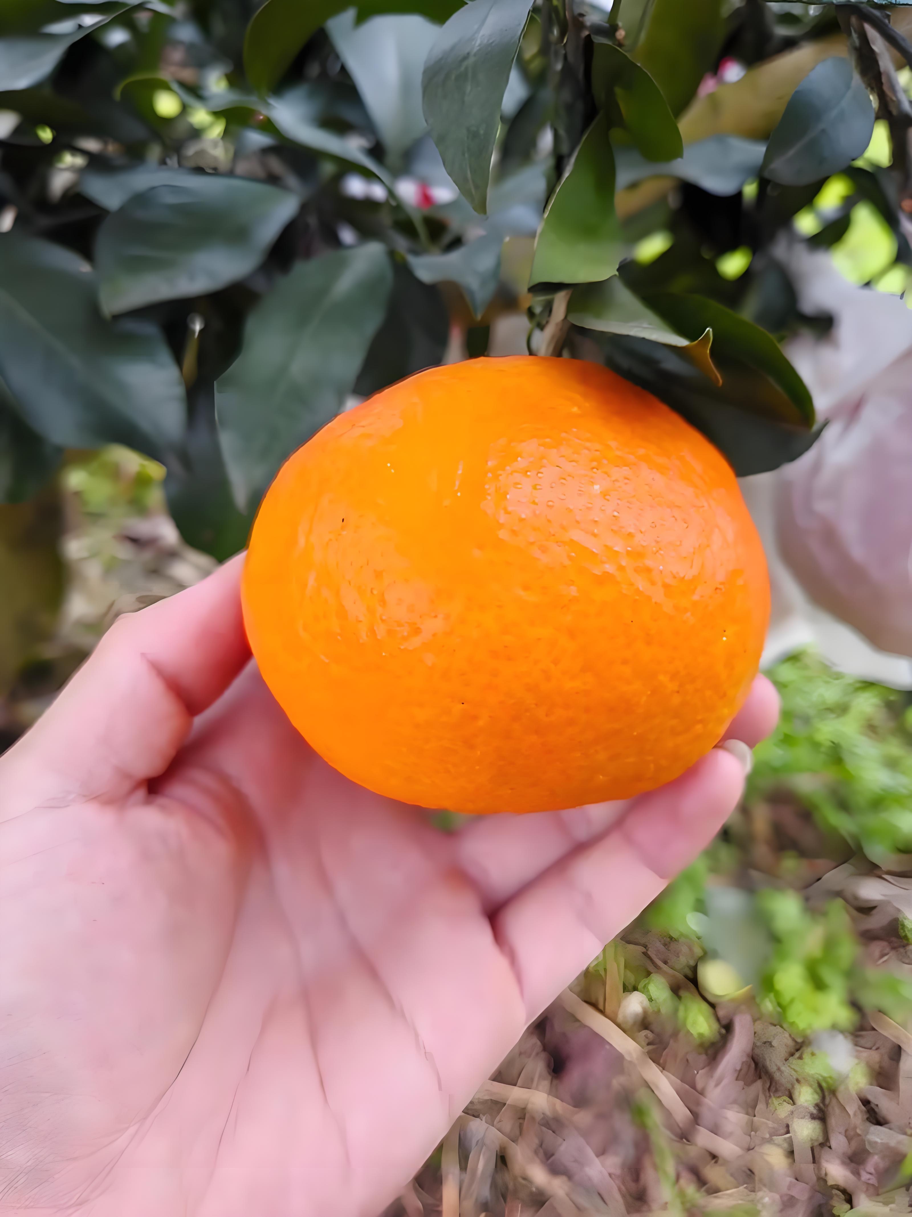 阿蜜達柑橘（愛媛46）