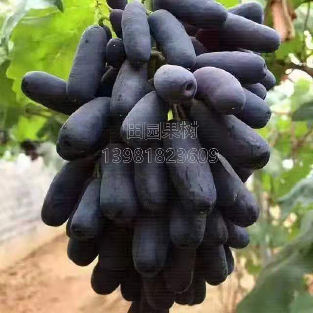 甜蜜藍(lán)寶石葡萄